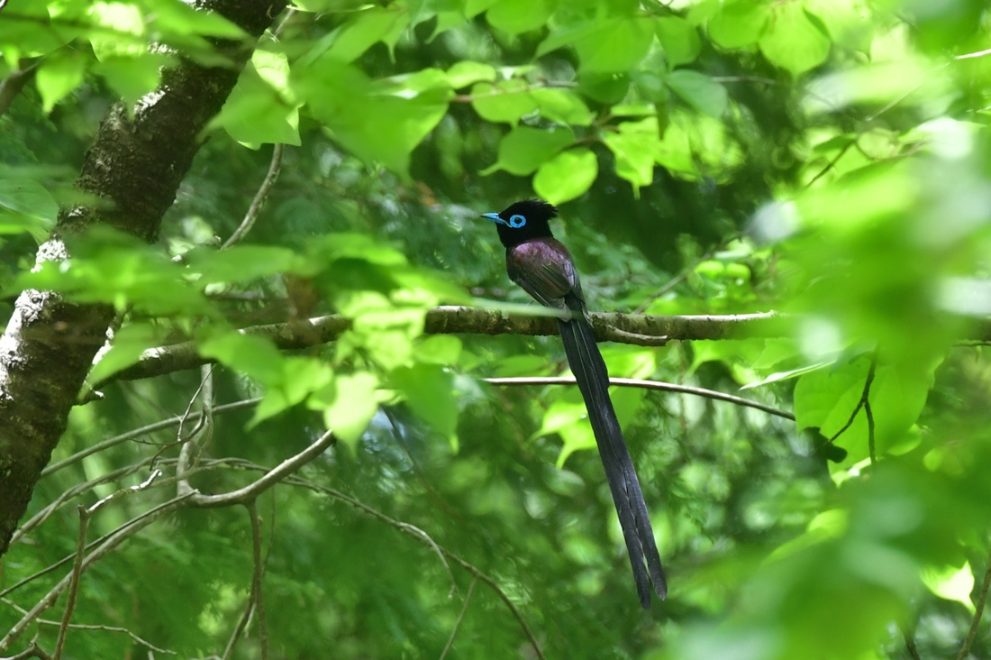 今季お初....サンコウチョウ_f0053272_00580749.jpg