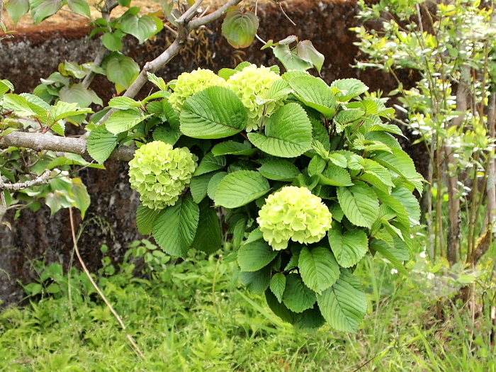 藤の花が咲き始めました!(^^)!_f0371079_07533322.jpg