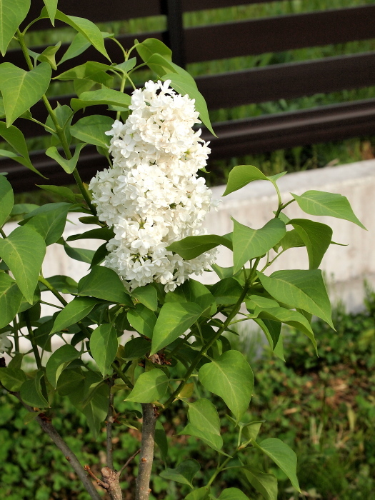 藤の花が咲き始めました!(^^)!_f0371079_07535424.jpg