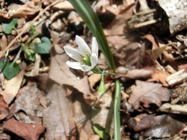 藤原岳　4月の花だより_a0253180_13104066.jpg