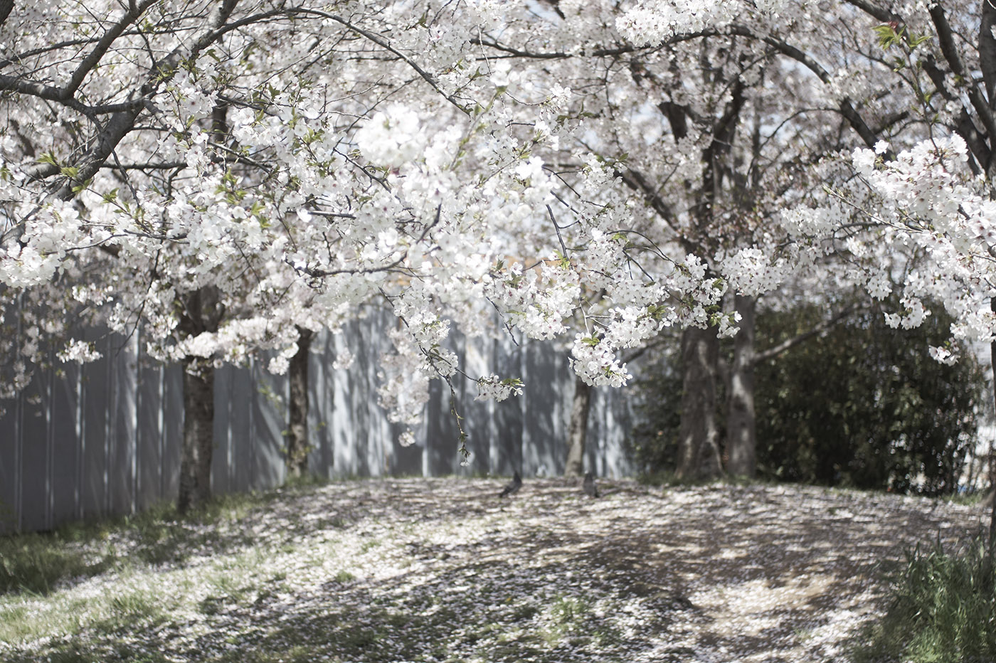 ２０１７、高石の桜、その５。_d0286980_20335780.jpg