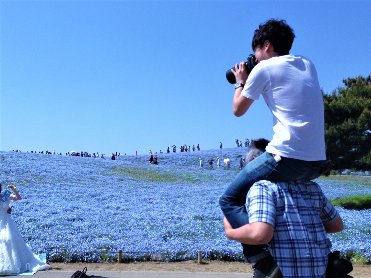サムシングブルーどころではない空とネモフィラの青。_e0120789_22262687.jpg