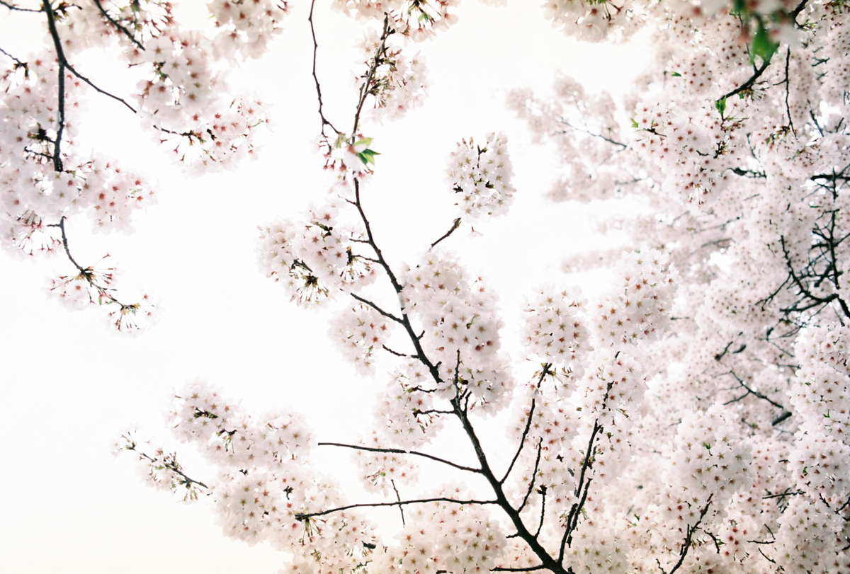 桜（2017.04.09）　*03_d0147393_612413.jpg