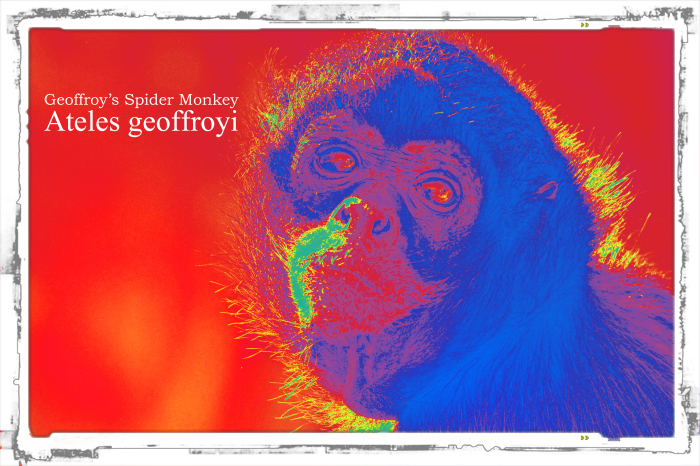 ジェフロイクモザル：Geoffroy’s Spider Monkey _b0249597_05170965.jpg