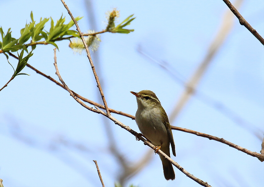 鳴き声はよく聞くけれど・・・_c0113597_1413559.jpg