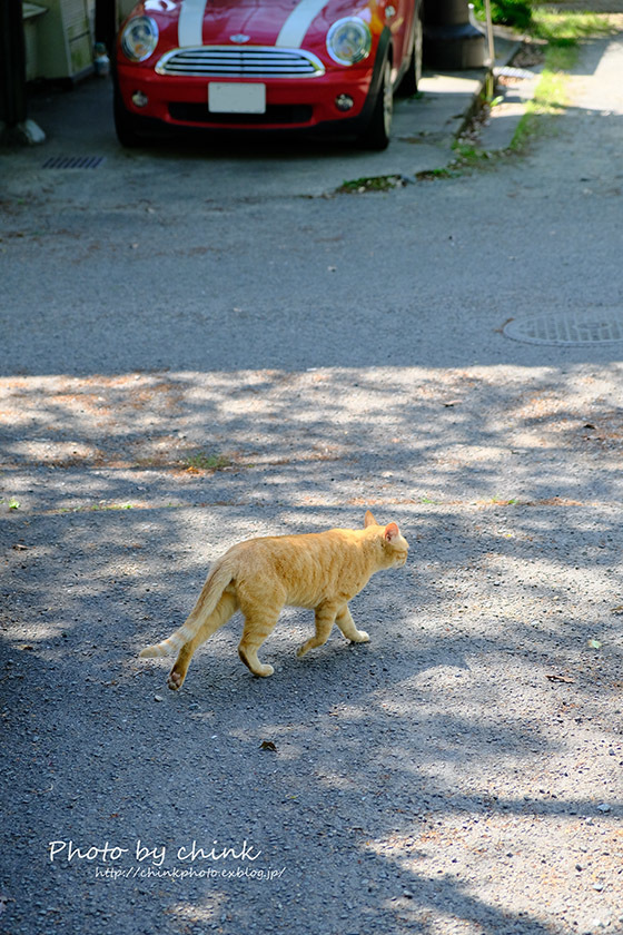 近所で写真散歩_e0254298_21561722.jpg