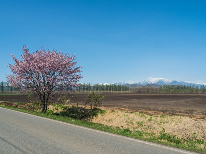 「村道沿いの一本桜」と「桜六花公園」村の桜が見頃です!_f0276498_16092667.jpg