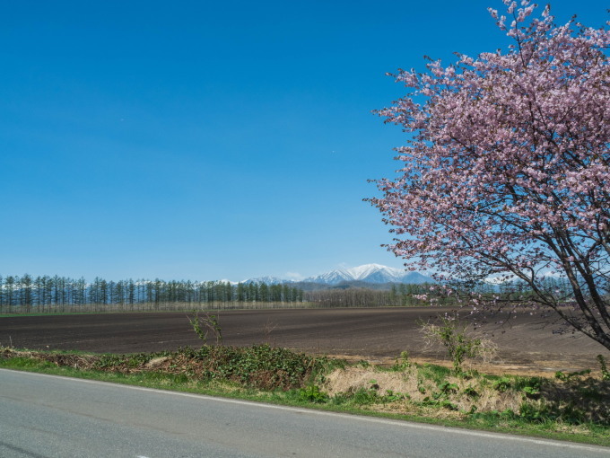 「村道沿いの一本桜」と「桜六花公園」村の桜が見頃です!_f0276498_16105324.jpg