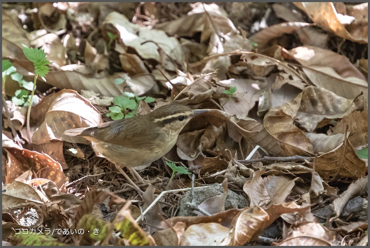 写真日記・サンショウクイ//ノジコ//ヤブサメなど・2017.5.8-②_c0336400_22411841.jpg