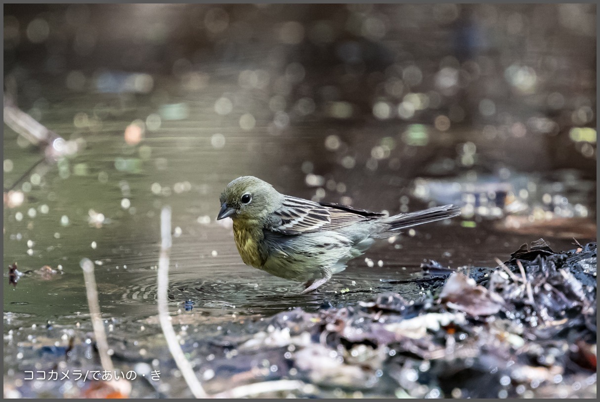 写真日記・サンショウクイ//ノジコ//ヤブサメなど・2017.5.8-②_c0336400_22462704.jpg