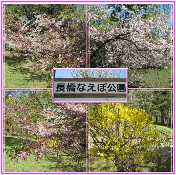 駆け込み観桜_f0255500_224535.jpg