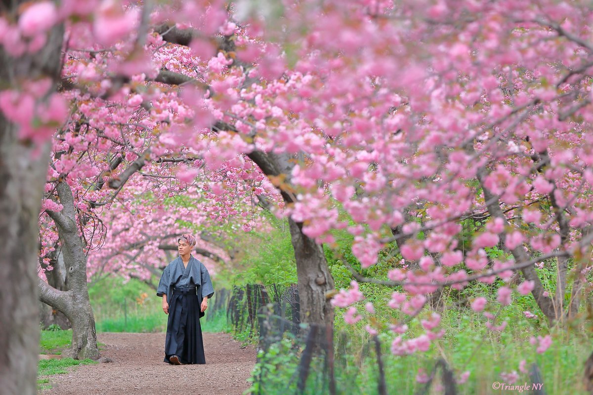 男桜 2017_a0274805_02352887.jpg