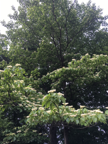 初夏の北公園 花散歩_b0252705_18412676.jpg