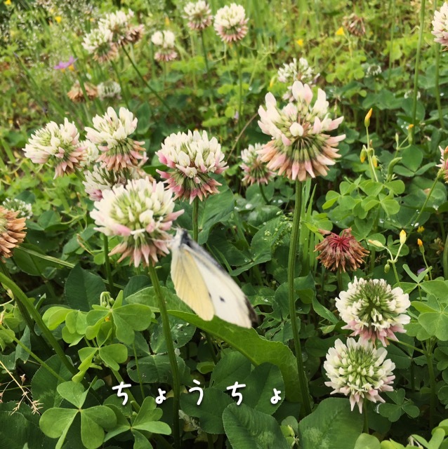 愛犬クリちゃんとの雨上がりの散歩道、たくさんの発見(^^♪ 幸せ気分に浸れたなぁ〜_a0213806_17360035.jpg