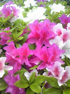 c0097806_17382595.jpg