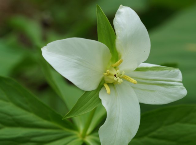 2017年5月10日（水）　春の花を探して（その11）石狩市(大花延齢草)_a0345007_18325924.jpg