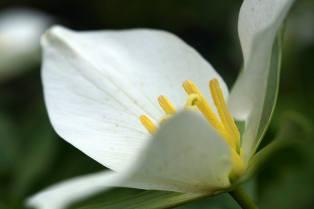 2017年5月10日（水）　春の花を探して（その11）石狩市(大花延齢草)_a0345007_18333942.jpg