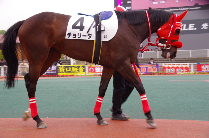 チョリータ 13戦目＠大井競馬場 4R 2017.5.10_d0344707_19274640.jpg