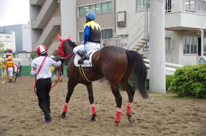 チョリータ 13戦目＠大井競馬場 4R 2017.5.10_d0344707_19304905.jpg