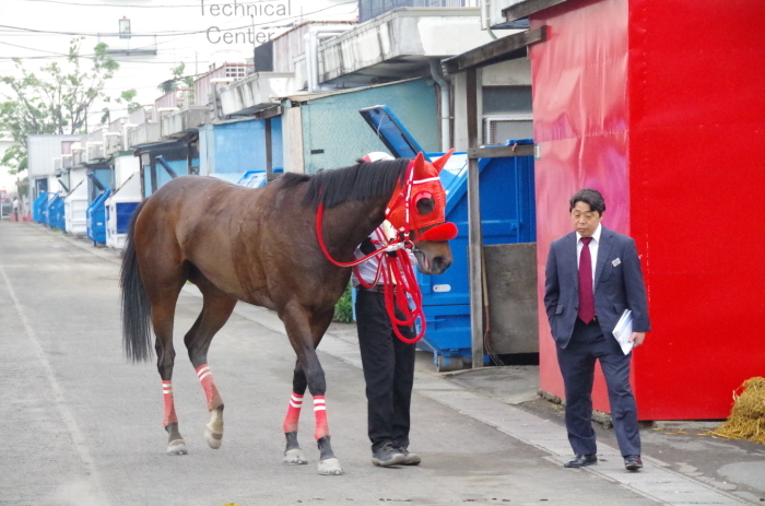 チョリータ 13戦目＠大井競馬場 4R 2017.5.10_d0344707_19305704.jpg