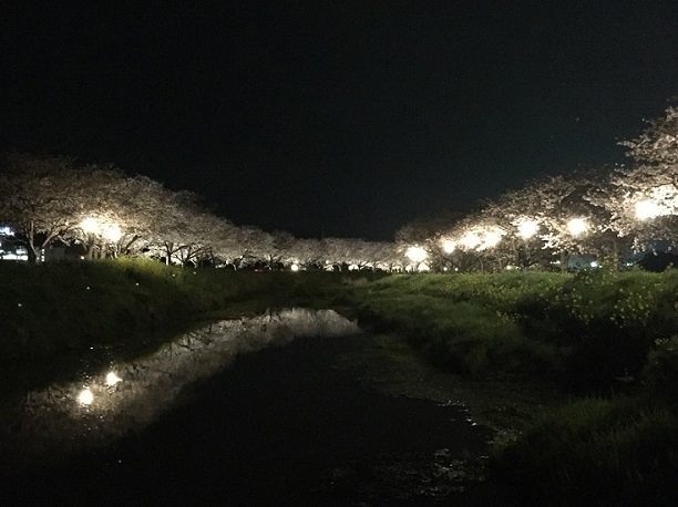 草場川の桜並木（朝倉郡筑前町）_f0364707_18354245.jpg