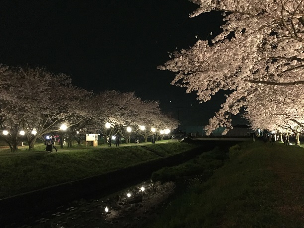 草場川の桜並木（朝倉郡筑前町）_f0364707_18425199.jpg