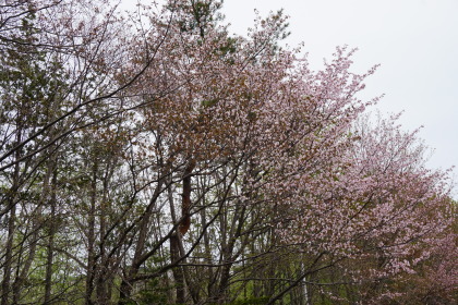 紅桜公園にも行って見ましたが！？_d0200811_21172374.jpg