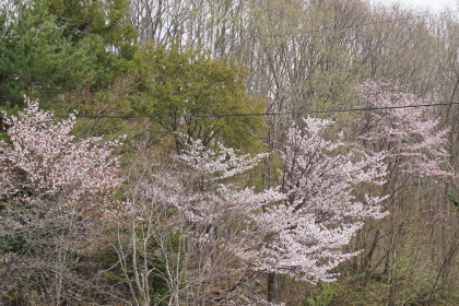 紅桜公園にも行って見ましたが！？_d0200811_21203126.jpg