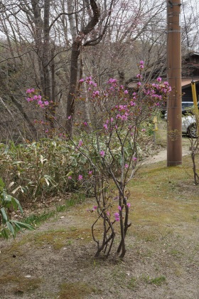 紅桜公園にも行って見ましたが！？_d0200811_21331733.jpg