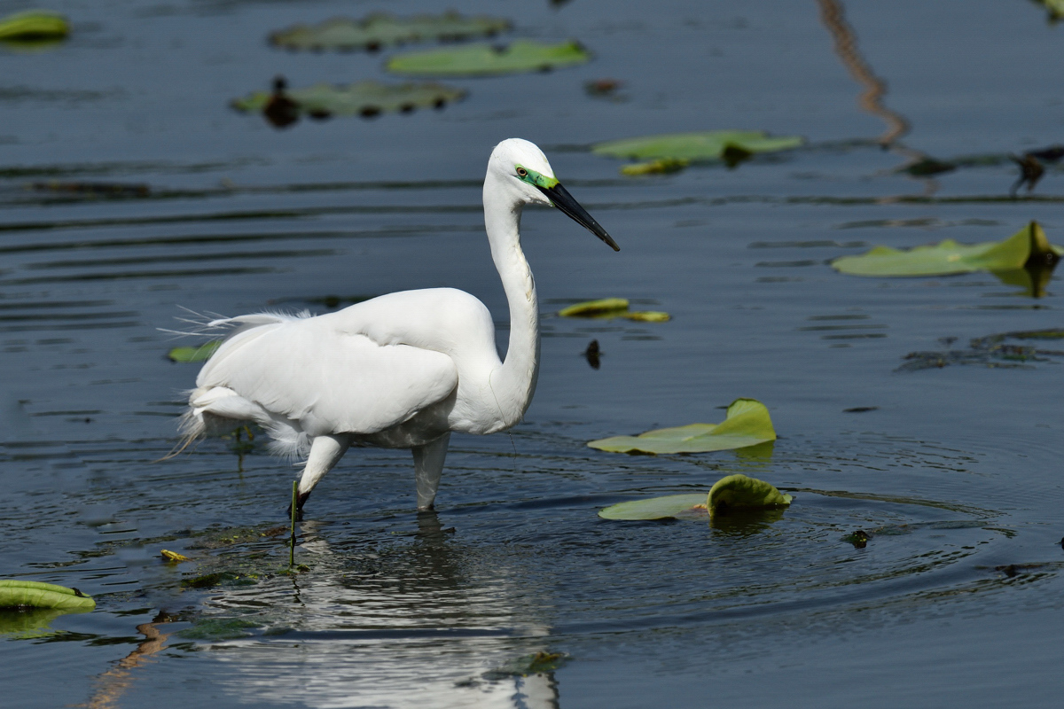 夏鳥チュウダイサギ_a0189912_23335740.jpg