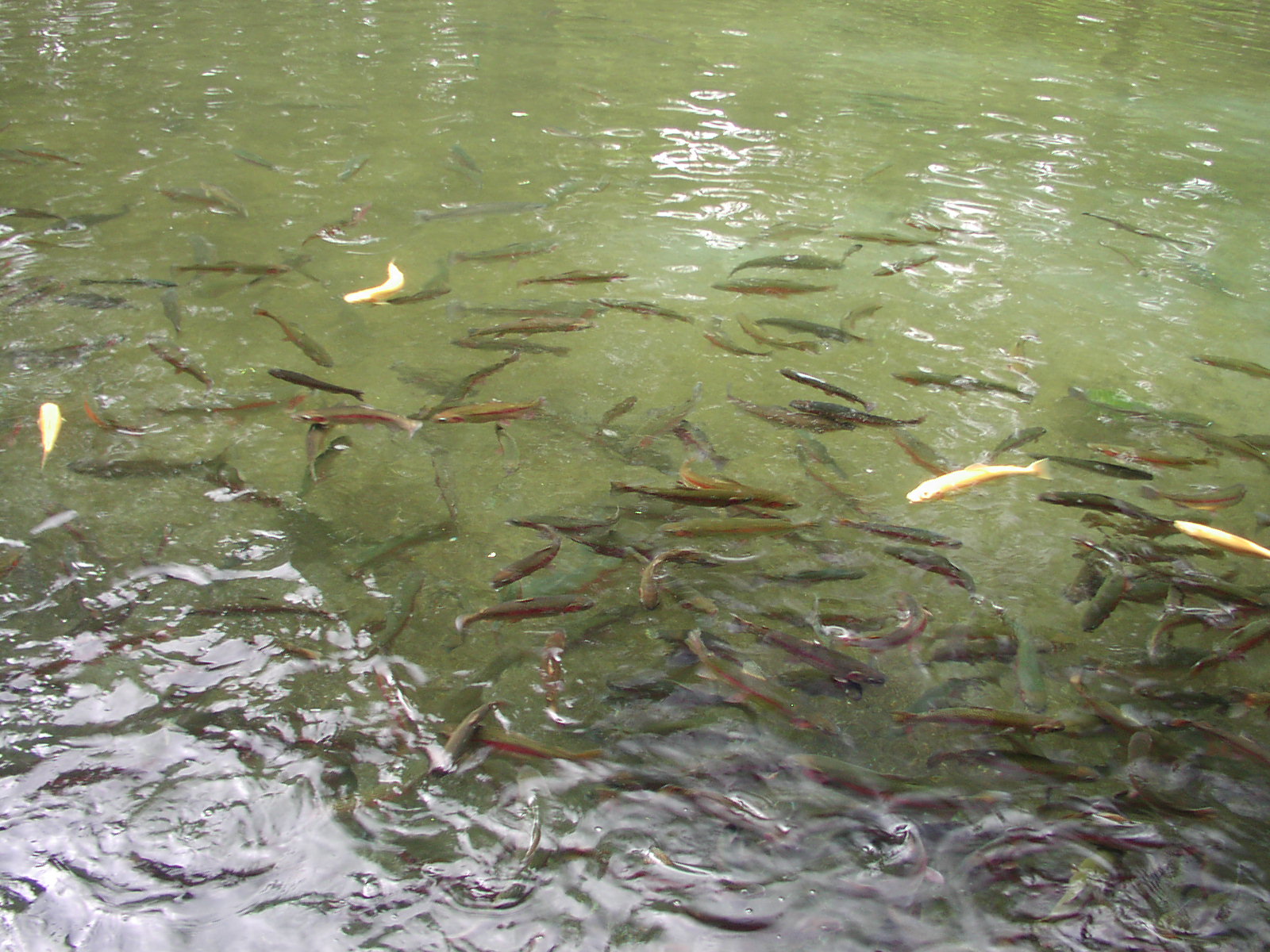 c0022113_864412.jpg