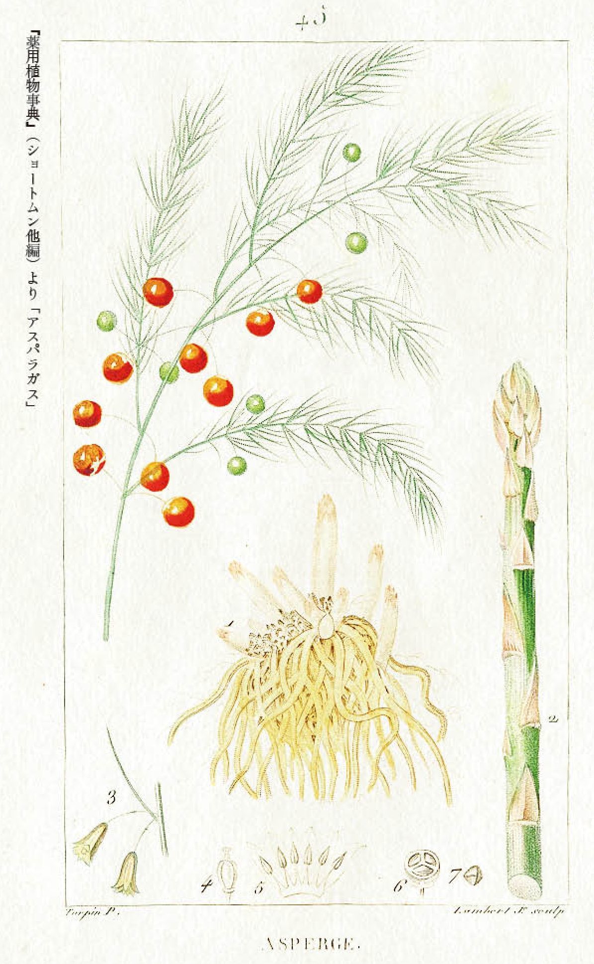 昔は薬、今は嗜好品_c0025115_21390225.jpg