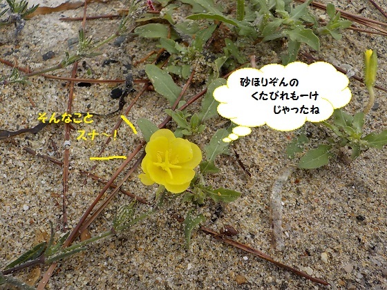 f0341616_16021539.jpg