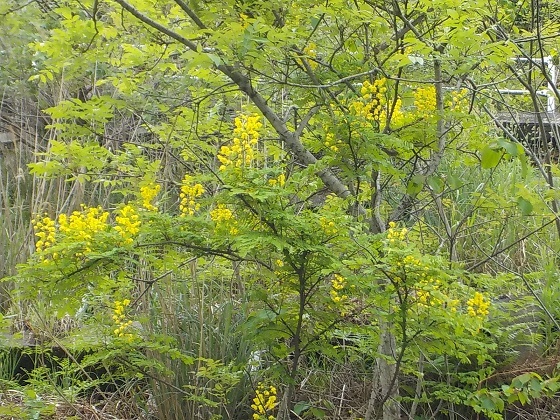 f0341616_16062104.jpg