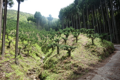 京都トレイル（北山西～西山コース）30キロ_c0223019_13035156.jpg