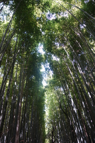 京都トレイル（北山西～西山コース）30キロ_c0223019_13131044.jpg