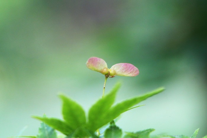 モミジのプロペラ 実 さいたま日記