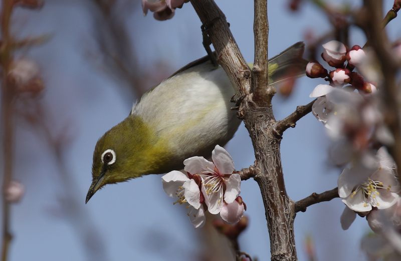 5 7 平岡公園 梅とメジロ 札幌発野鳥観察