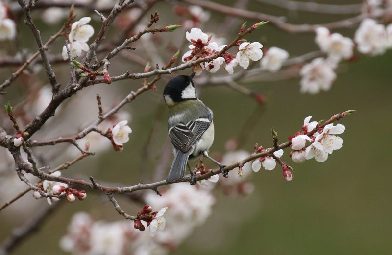 5 8 平岡公園 梅と小鳥たち 札幌発野鳥観察 5 8 平岡公園 梅と小鳥たち 札幌発野鳥観察