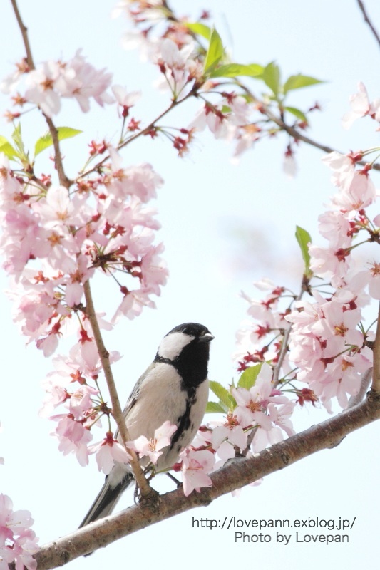 桜と野鳥　番外編 - Lovepan