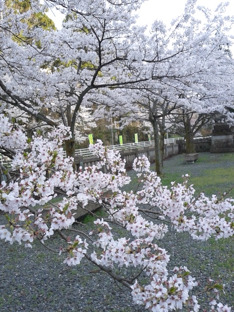 ４月１０日白山神社_f0040734_18473595.jpg