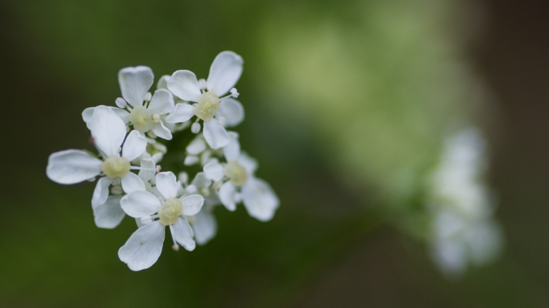 医王山に咲く花々_d0060435_22442558.jpg