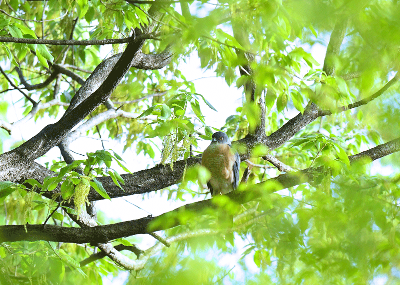 d0290240_13062248.gif