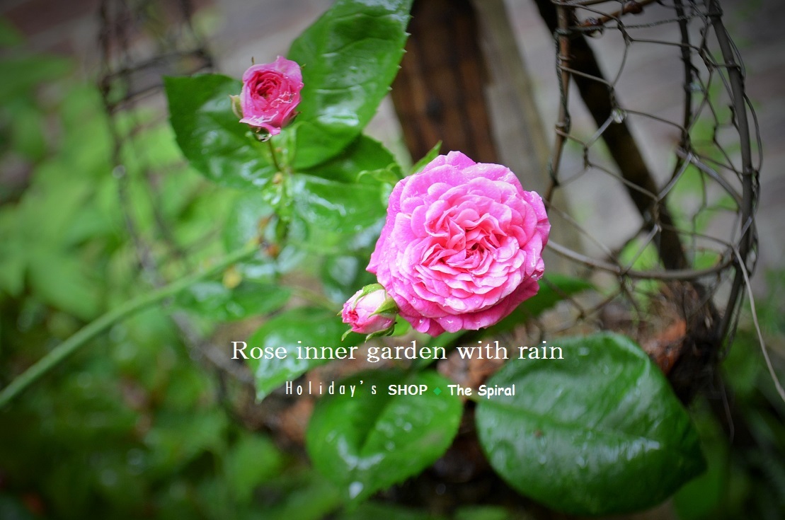 ”Holiday\'s Rose inner garden with rain ...5/9thu\"_d0153941_19372872.jpg