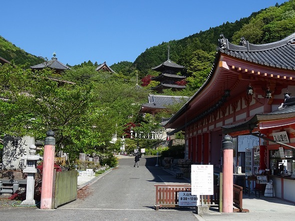 壷阪寺の山吹_b0299042_19542882.jpg