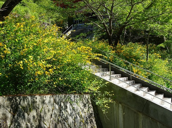 壷阪寺の山吹_b0299042_19543369.jpg