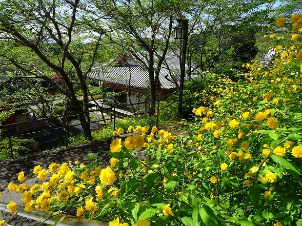 壷阪寺の山吹_b0299042_19555071.jpg