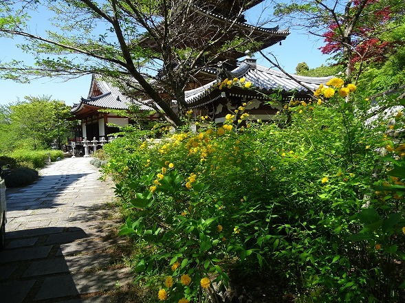 壷阪寺の山吹_b0299042_19561898.jpg