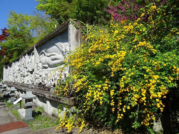 壷阪寺の山吹_b0299042_19562329.jpg