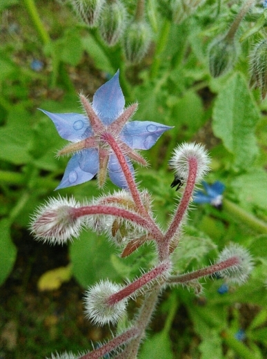 ボリジ　芍薬　チャイブ　オキナグサ　不明の…はフレンチライラック_a0018655_15482564.jpg